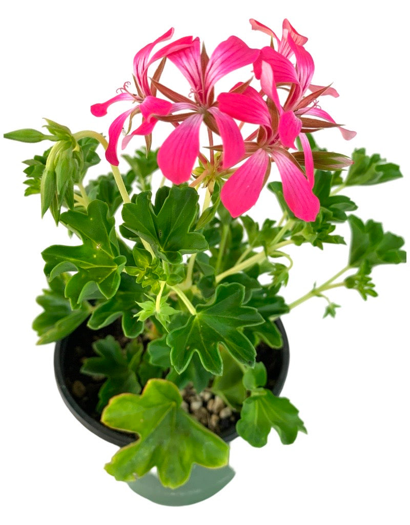 Geranium 'Acapulco Compact Cascade' 6 Inch