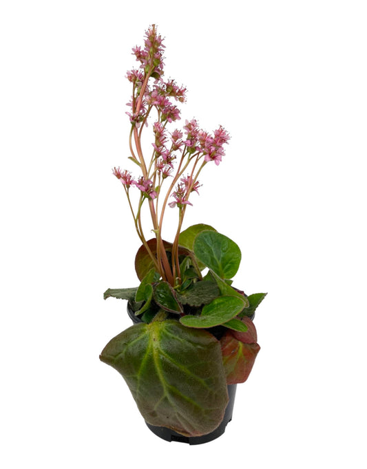 Bergenia ciliata 'Dumbo' 1 Gallon