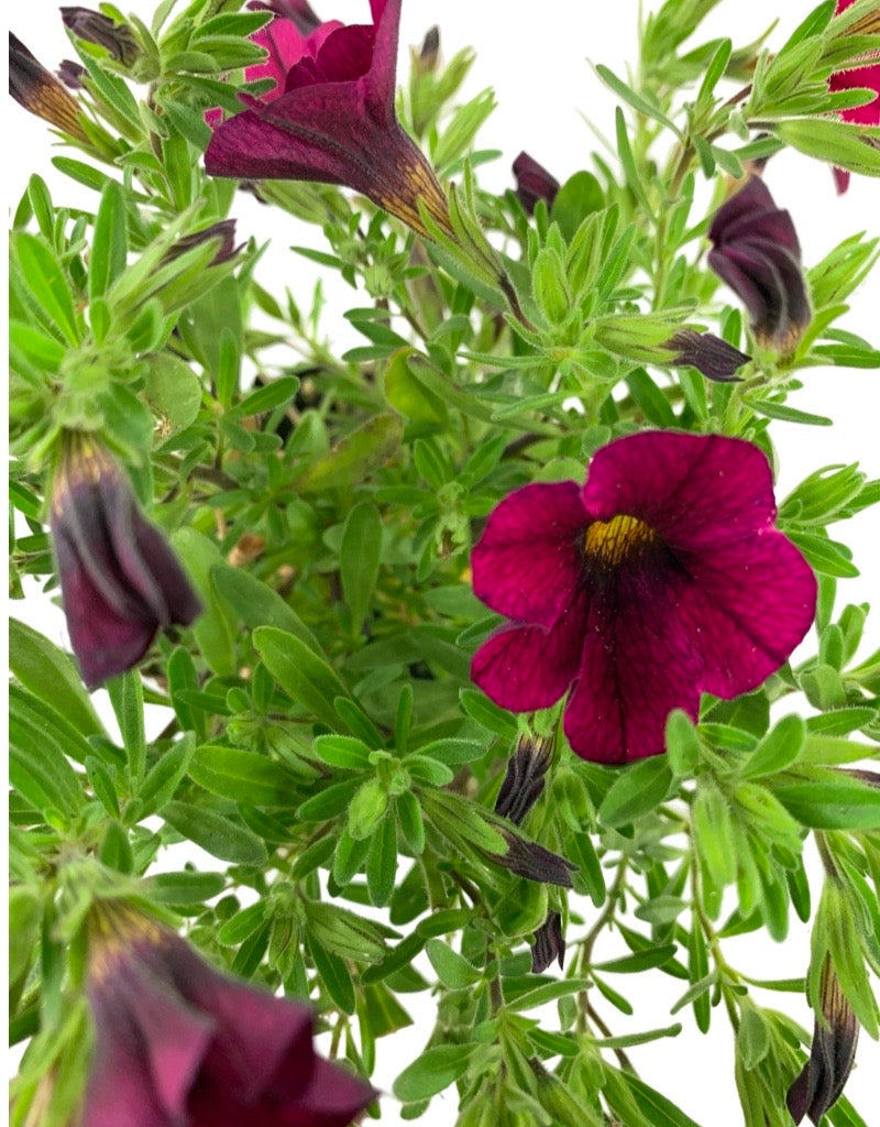 Calibrachoa 'Callie Burgundy  4 Inch