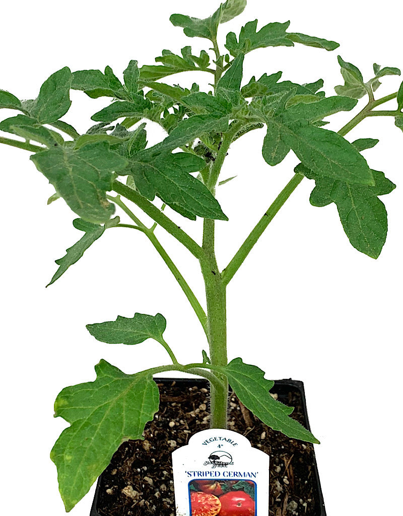 Tomato 'Striped German'  4 inch