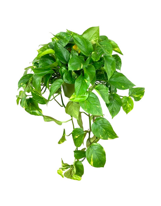 Epipremnum aureum 'Pothos' Hanging Basket 6 Inch