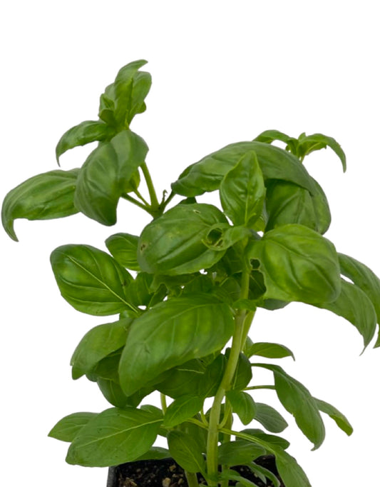 Basil 'Everleaf Emerald Towers'