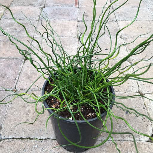 Juncus Effusus 'Twister' 1 gal