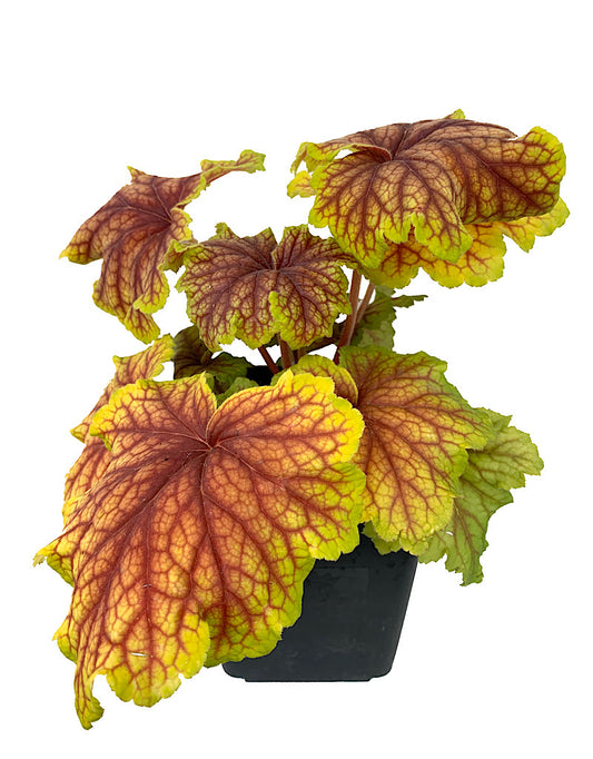 Heuchera 'Red Lightning'