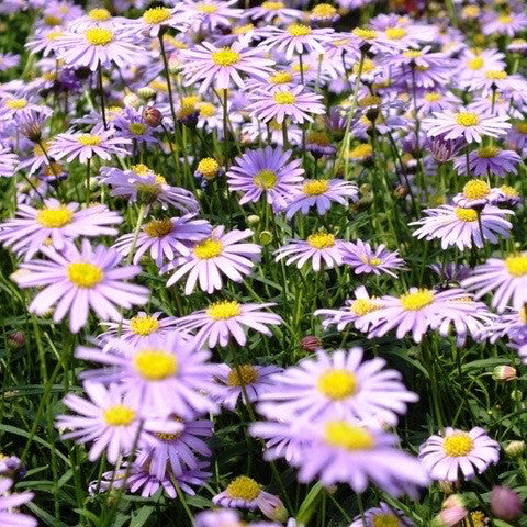 Brachyscome 'Swan River Daisy Blue' 4 Inch