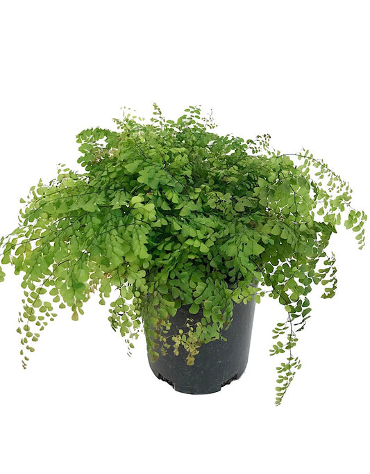 Adiantum 'Himalayan Maidenhair' 1 gal