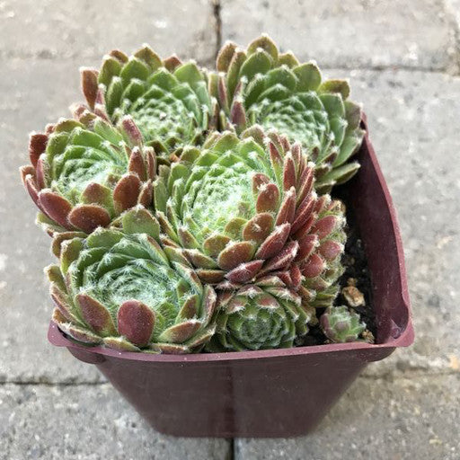 Sempervivum 'Icicle' 4 inch