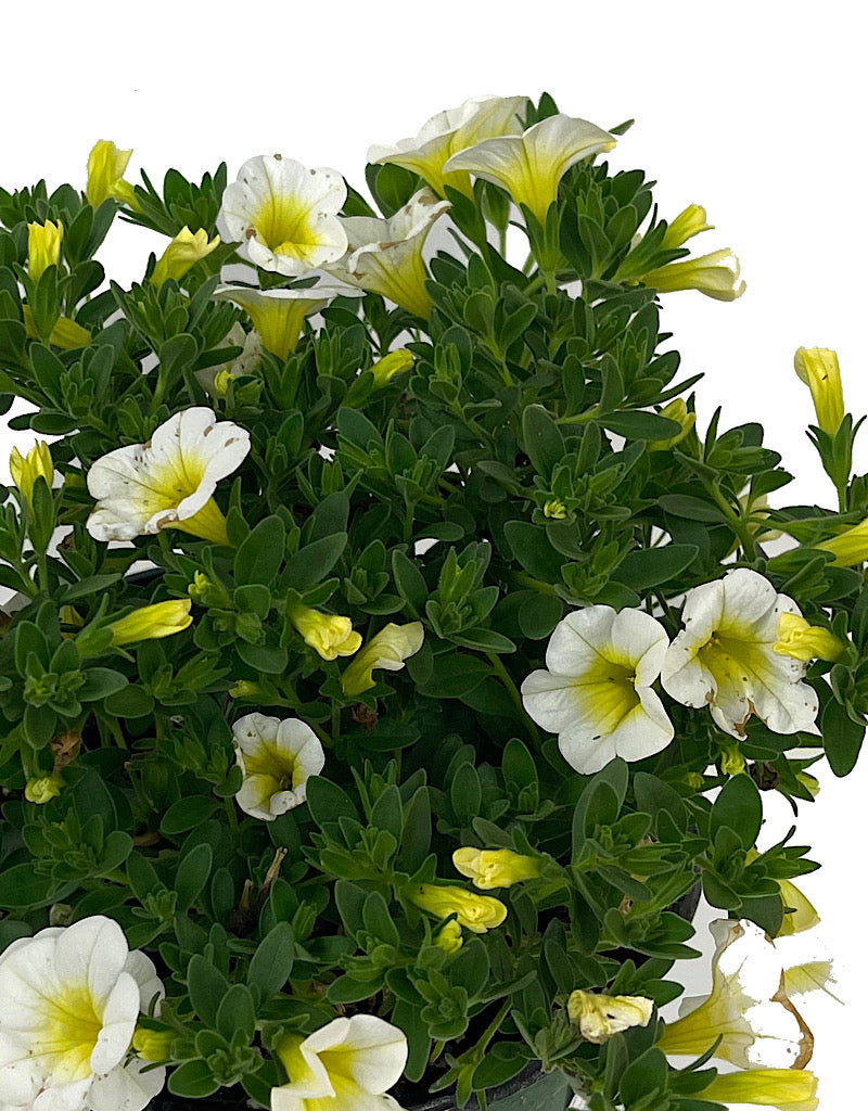 Calibrachoa 'Aloha Kona Sunshine' 6 Inch