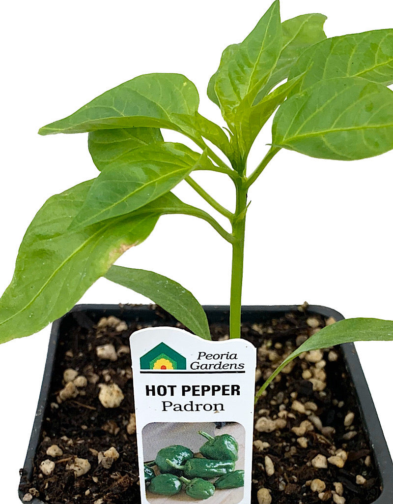 Pepper 'Padron'  4 inch