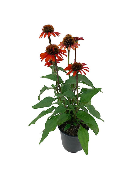 Echinacea 'Kismet Intense Orange'