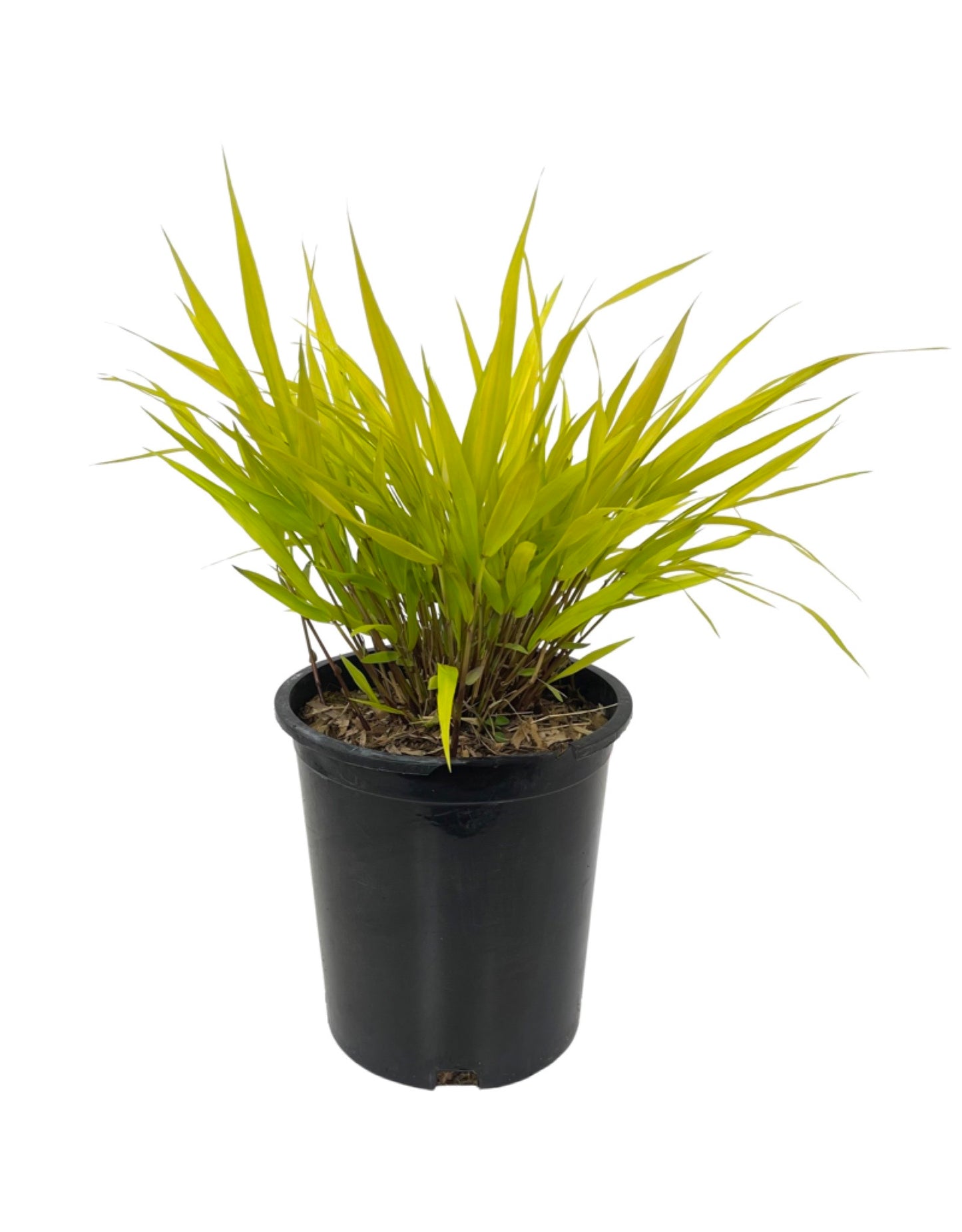 Hakonechloa macra 'All Gold'