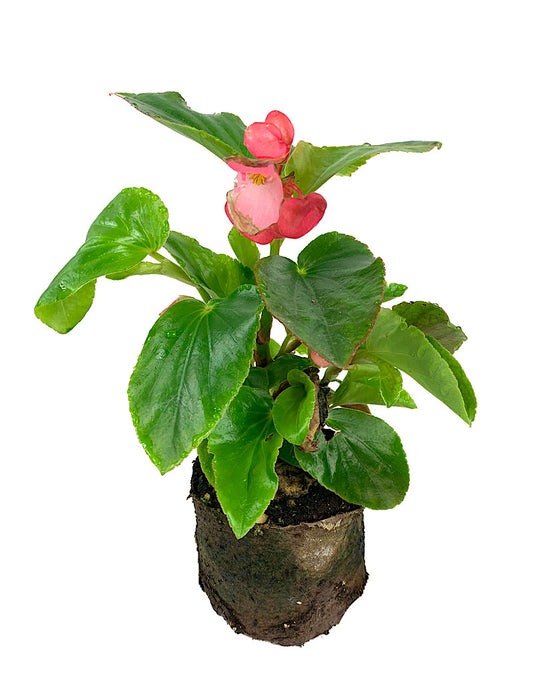 Begonia 'Dragon Wing Pink' 4 Inch