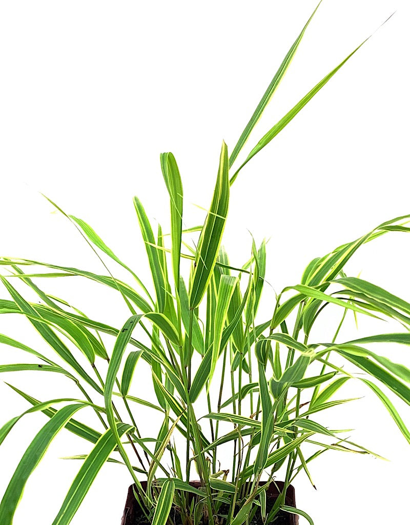 Hakonechloa macra 'Albostriata'  Quart