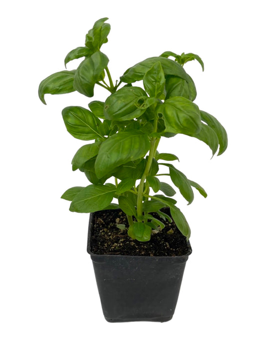 Basil 'Everleaf Emerald Towers' 4 Inch