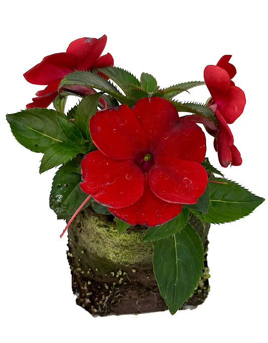 Sunpatiens  €˜Compact Deep Red  4 Inch