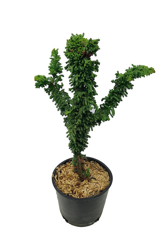 Chamaecyparis obtusa 'Chirimen' 4 Inch