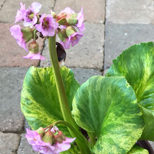 Bergenia 'Tubby Andrews'- 1 gal