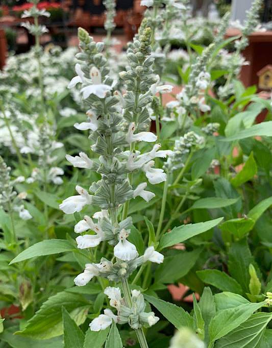 Salvia 'White Flame' 6 inch