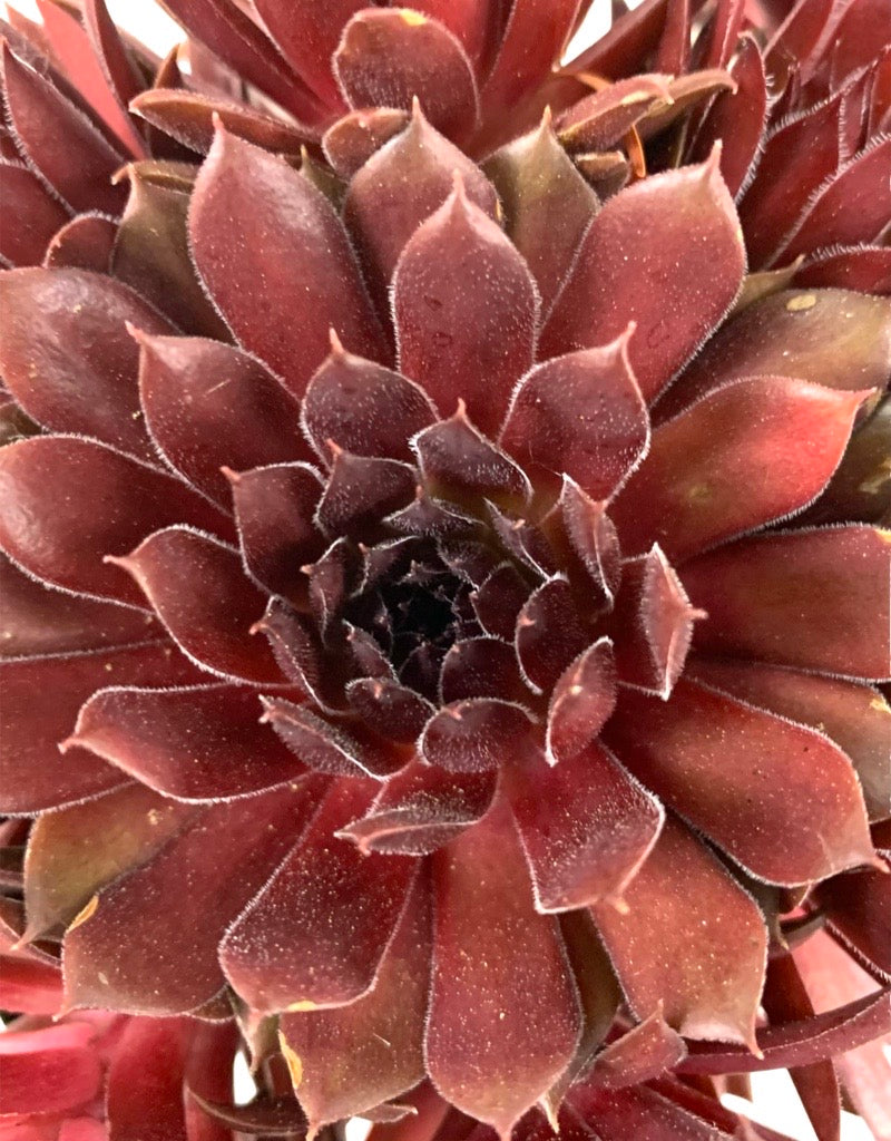 Sempervivum 'Pacific Red Rose' 4 Inch