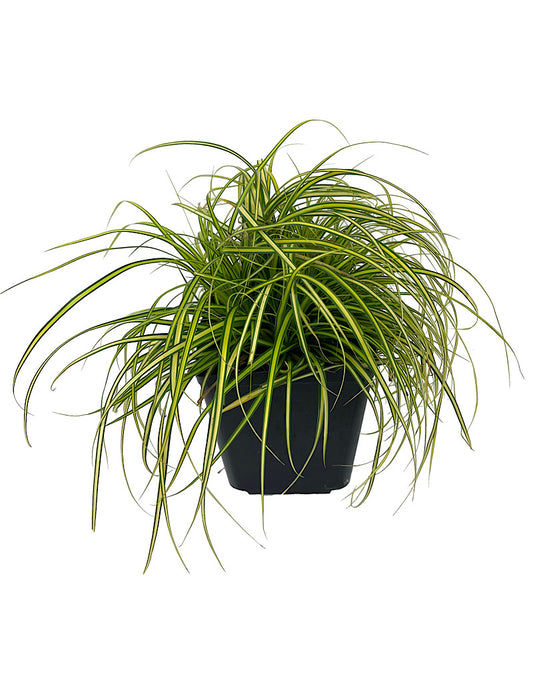 Carex oshimensis 'EverColor Eversheen' 1 Gallon