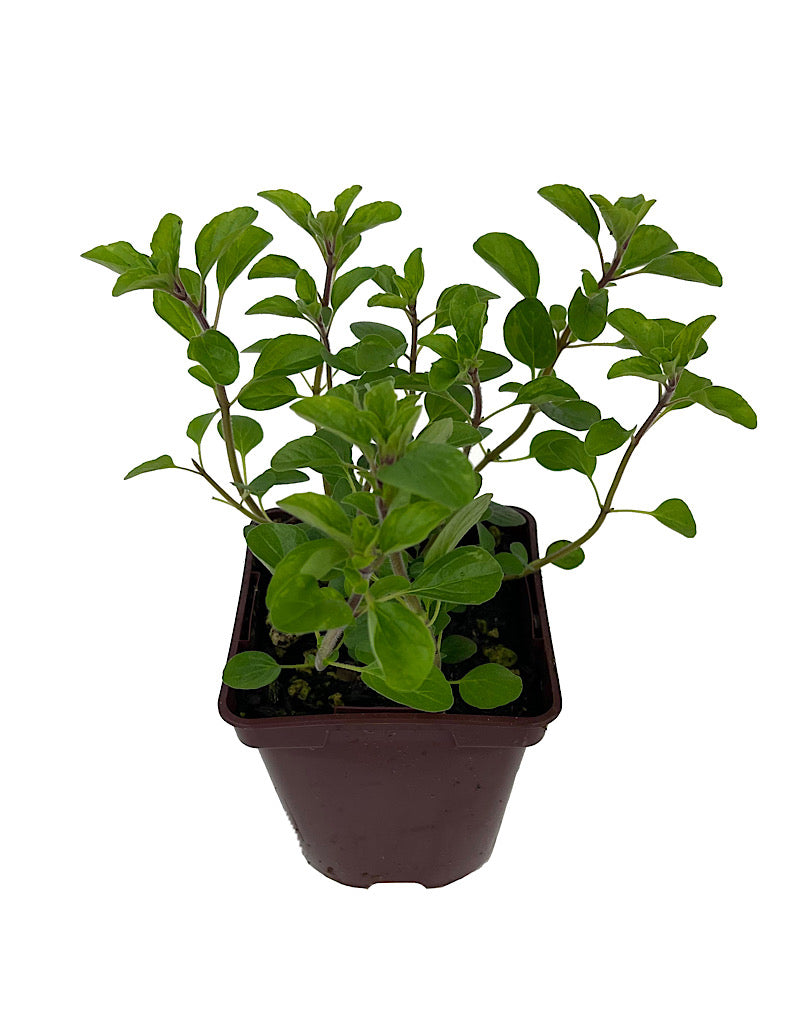 Oregano 'Sicilian' 4 Inch