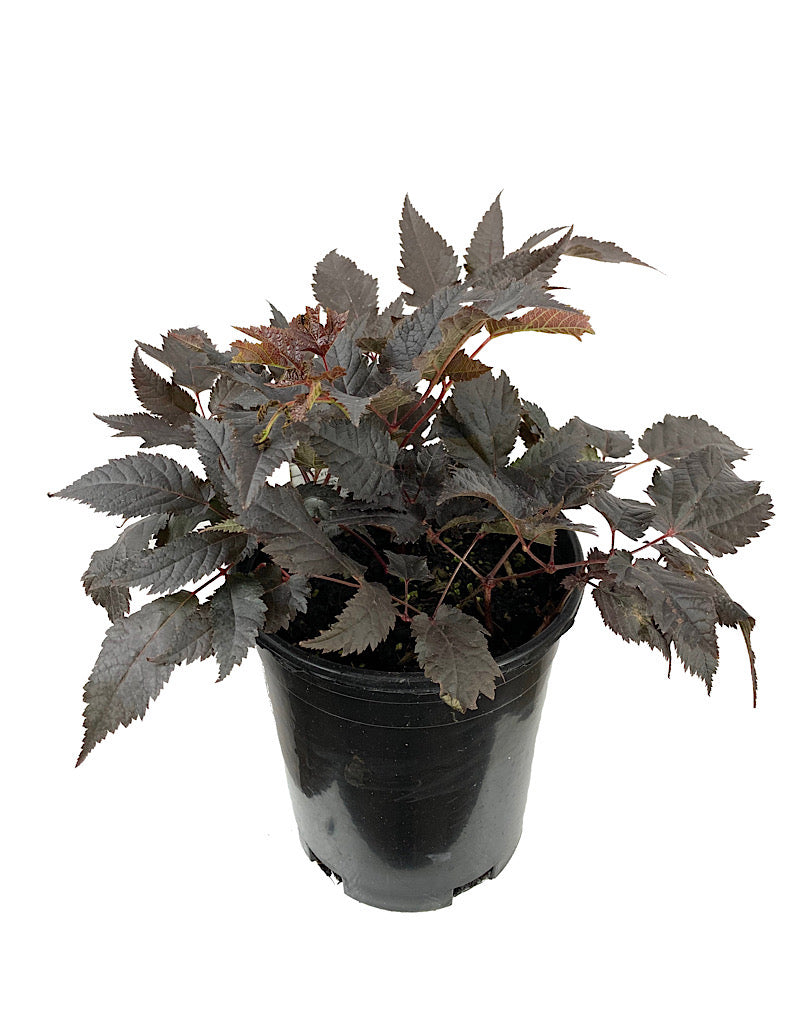 Astilbe 'Chocolate Shogun' 1 Gallon