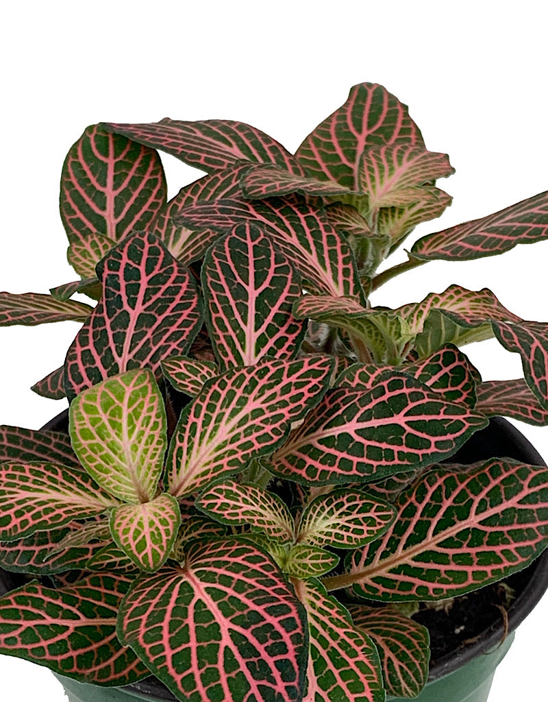 Fittonia verschaffeltii  €˜Josan Mini'  4 inch