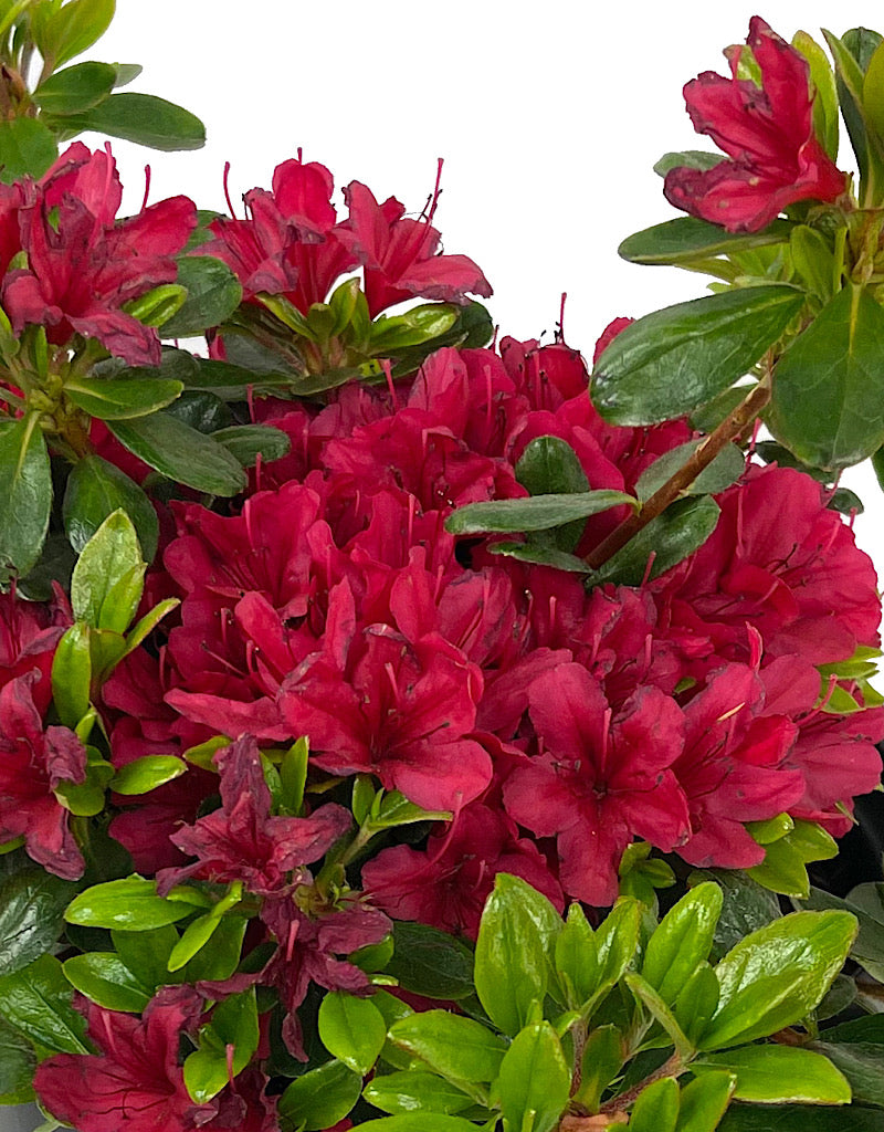 Azalea 'Hino Crimson' 1 Gallon