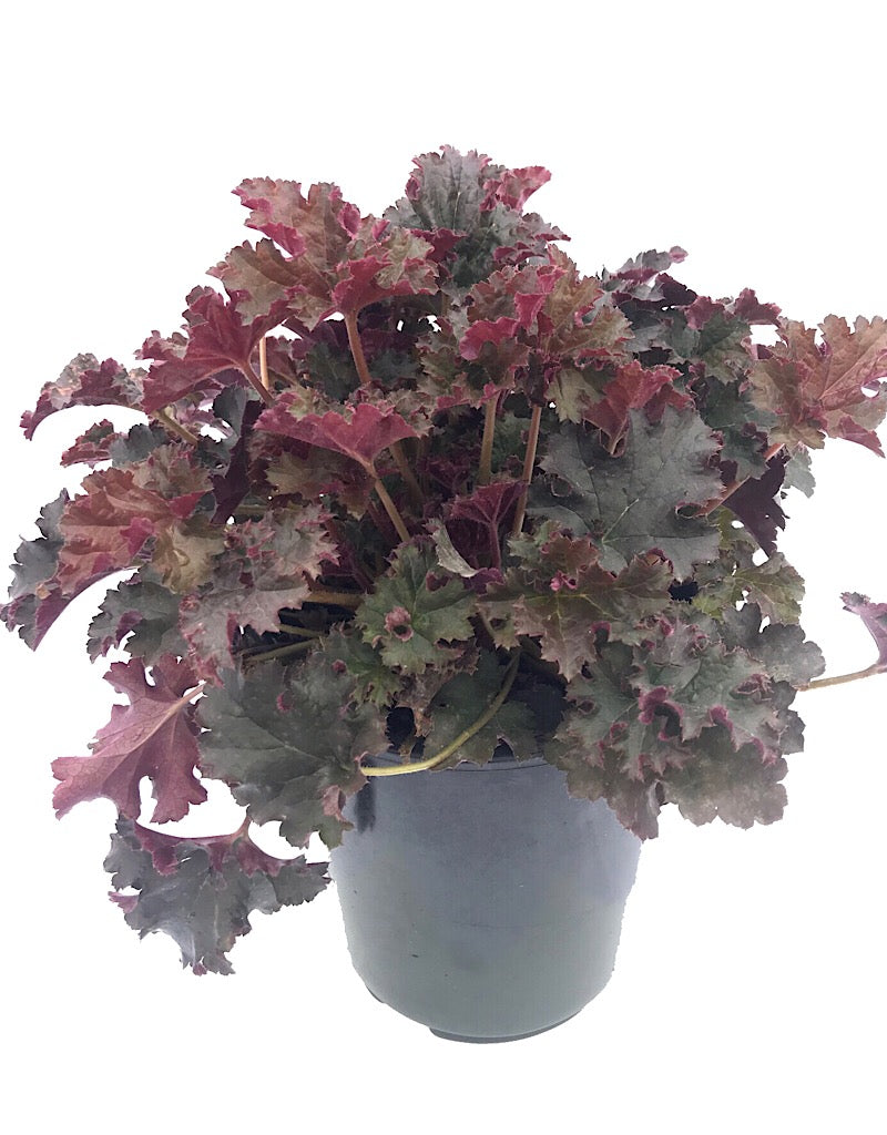 Heuchera 'Crimson Curls' - 1 gal