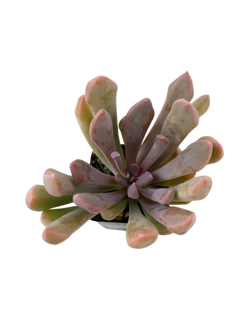 Echeveria graptoveria 'Debbie' 2 Inch