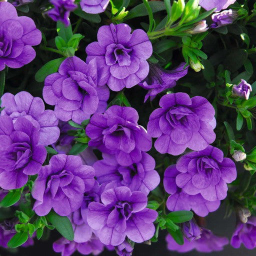 Calibrachoa 'Minifamous Double Amethyst'