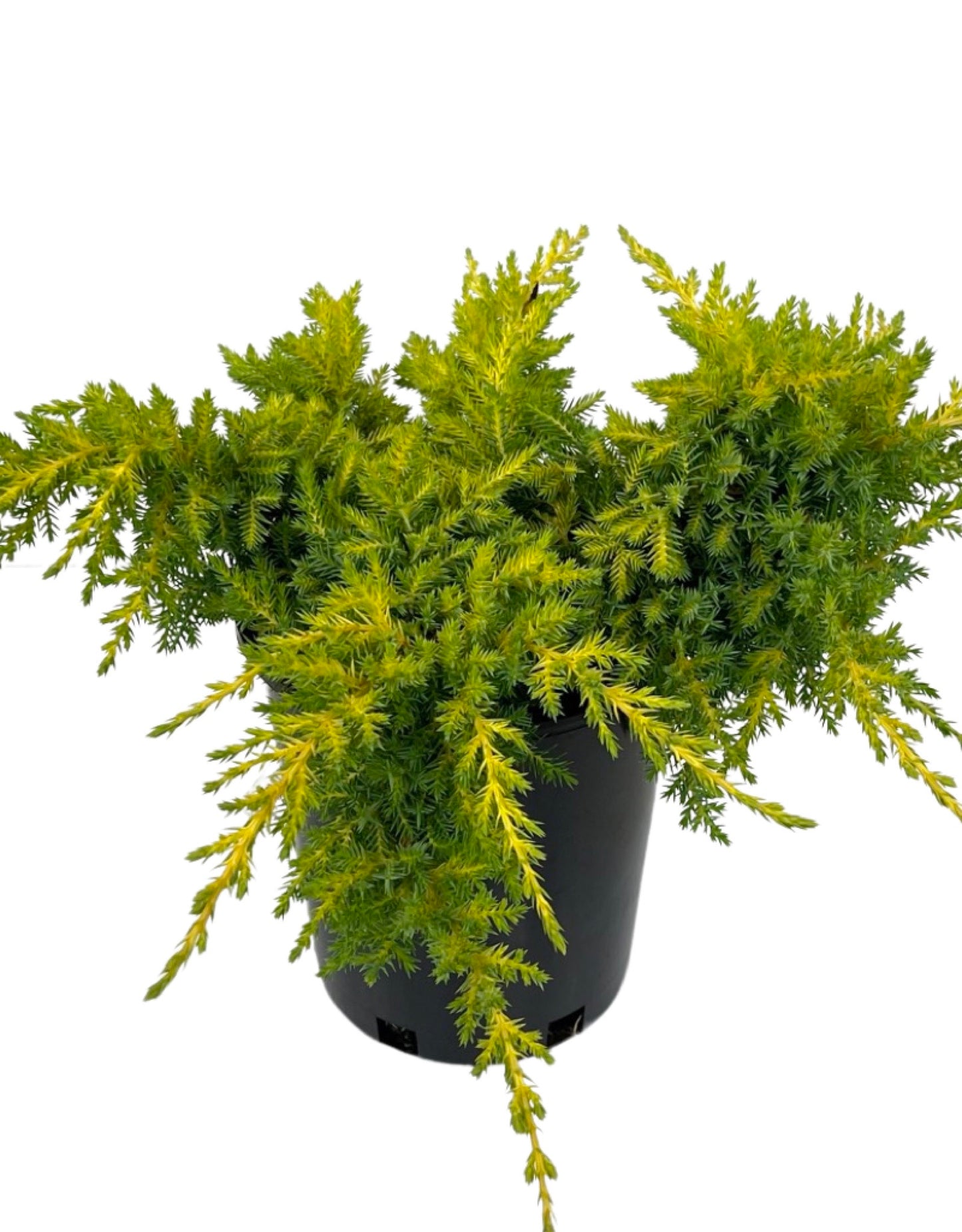 Juniperus chinensis  €˜Daub s Frosted  1 Gallon