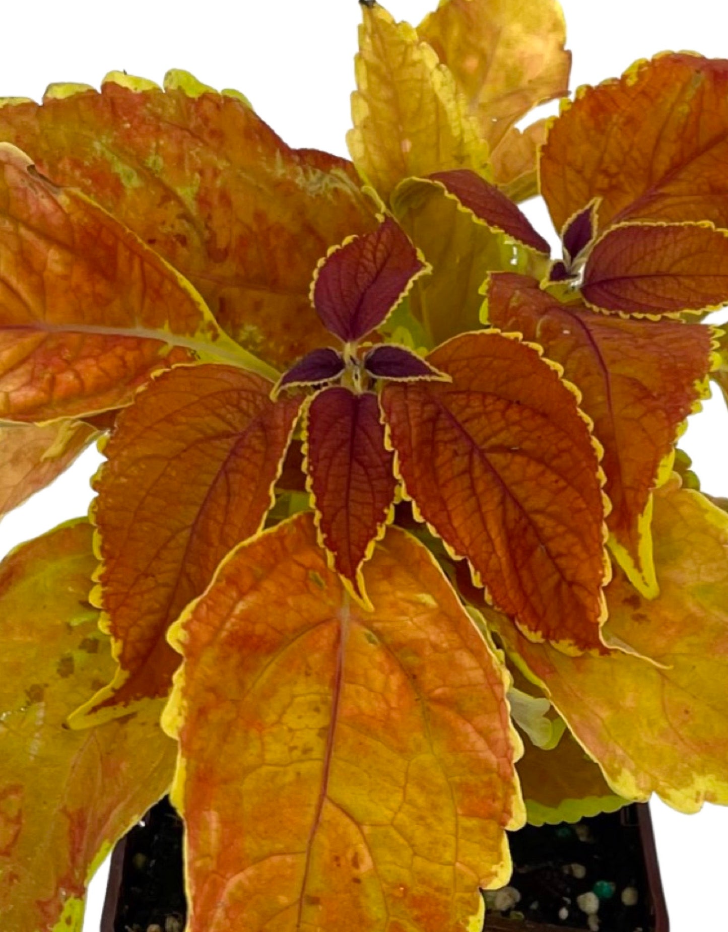 Coleus 'Rustic Orange' 4 Inch