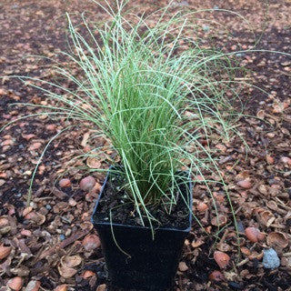 Carex 'Amazon Mist'- 4 inch