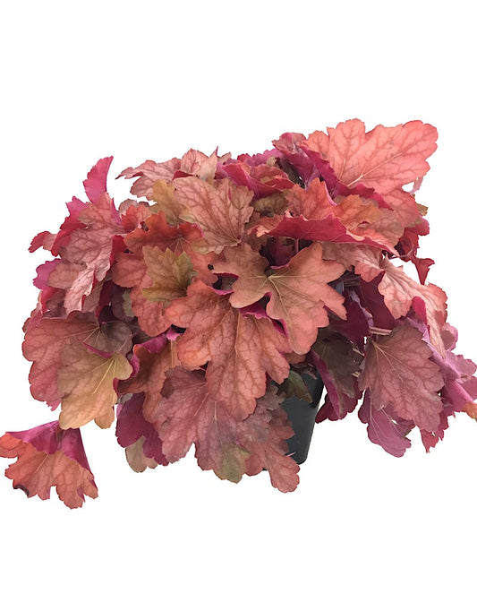 Heuchera 'Rio' 1 Gallon