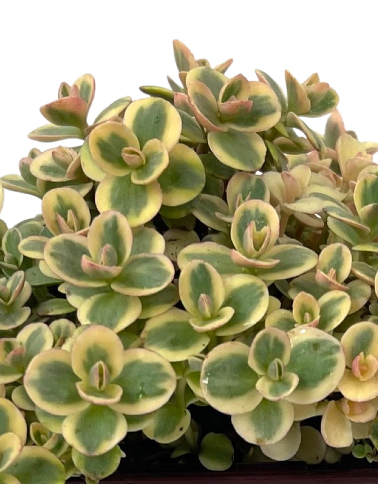 Sedum 'Lime Twister' Quart