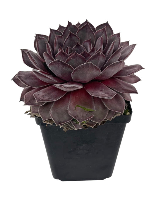 Sempervivum 'Lotus' 4 Inch