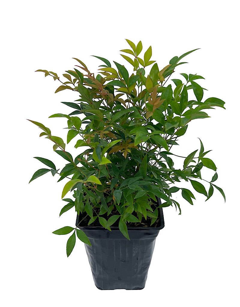 Nandina domestica 'Gulf Stream'