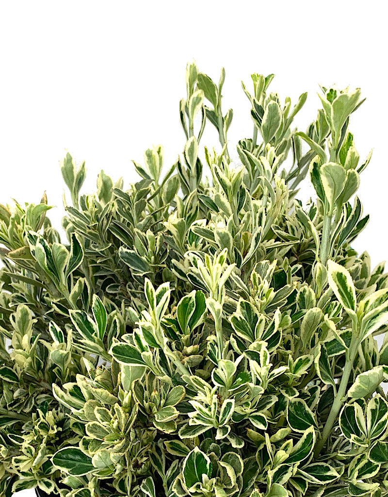 Euonymus j. 'Silver Princess' 1 gal