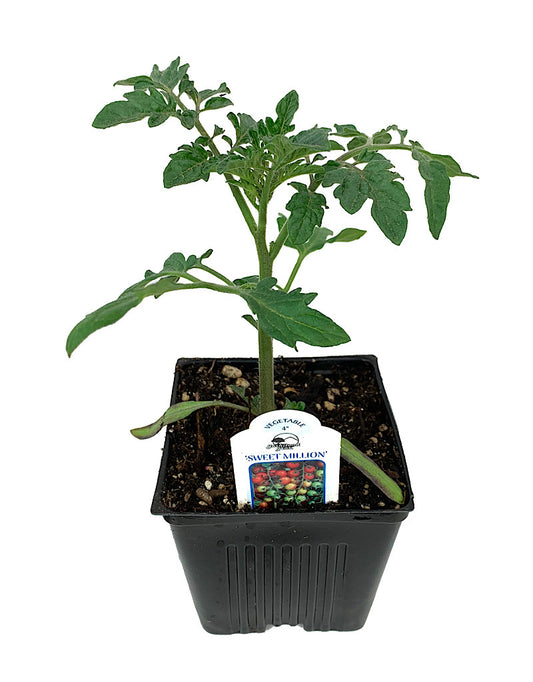 Tomato 'Sweet Million' 4 Inch