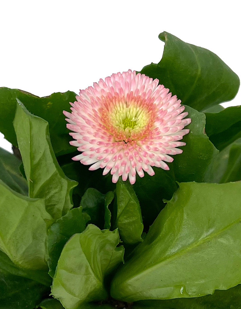 Bellis p. 'Tasso Strawberries & Cream' 4 Inch