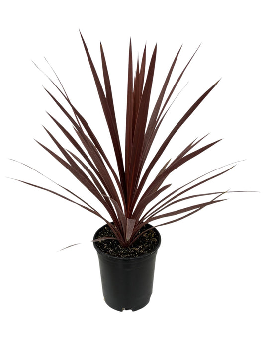 Cordyline australis 'Red Star' 1 Gallon