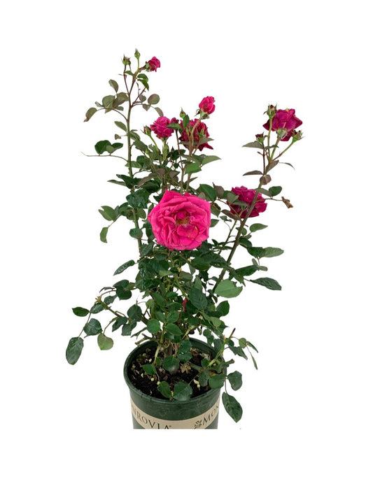 Rosa 'Eau de Parfum Bling'