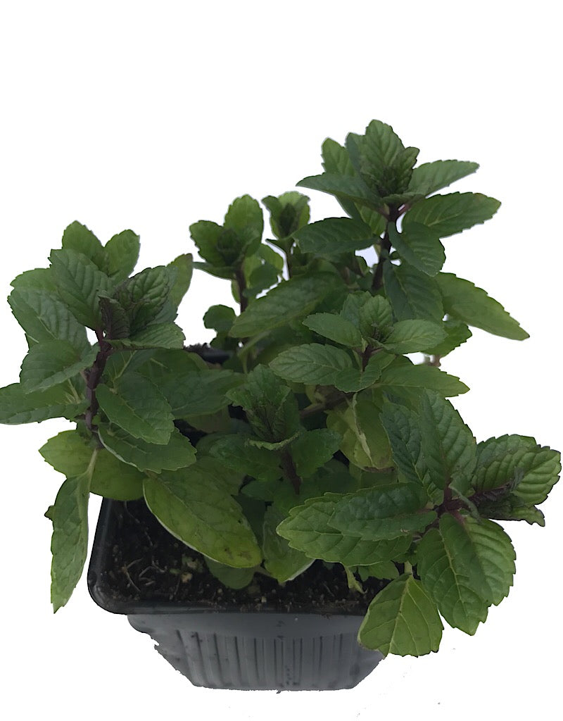 Mint 'Julep Spearmint'  4 Inch