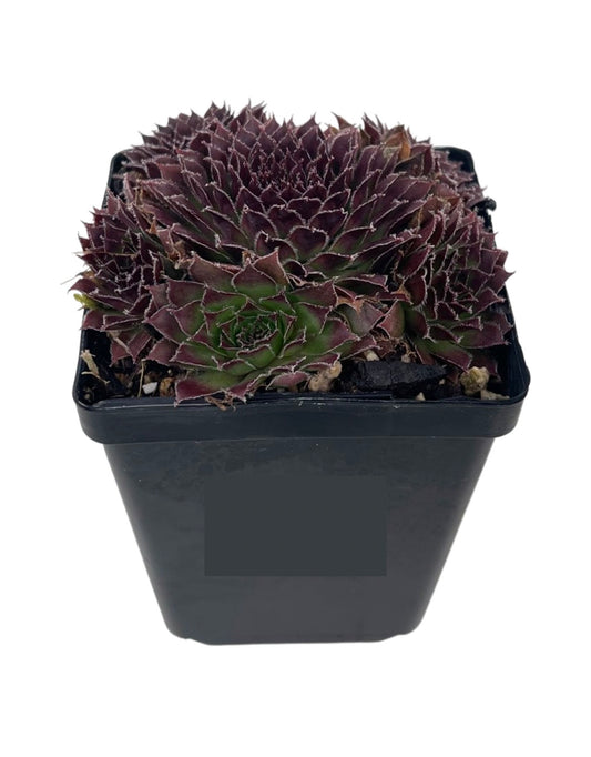 Sempervivum 'Pacific Trails' 4 inch