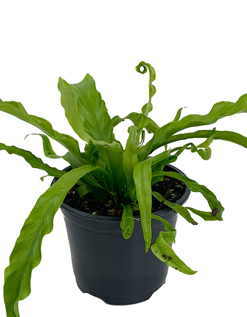 Asplenium antiquum 'Victoria'  Quart