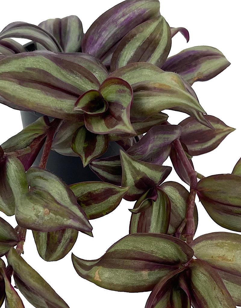 Tradescantia zebrina 4 Inch