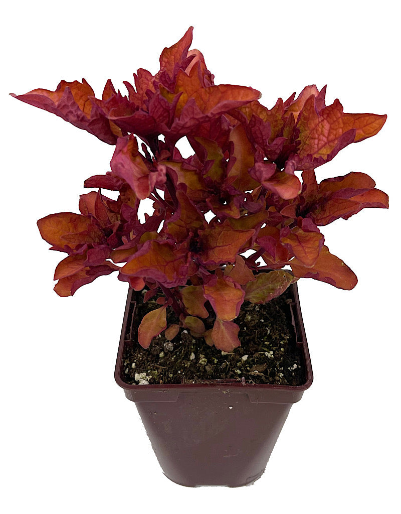 Coleus 'Henna' 4 Inch