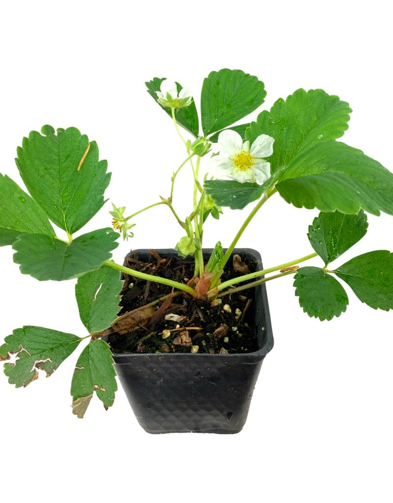 Strawberry 'Hawaiian Berry' 4 Inch