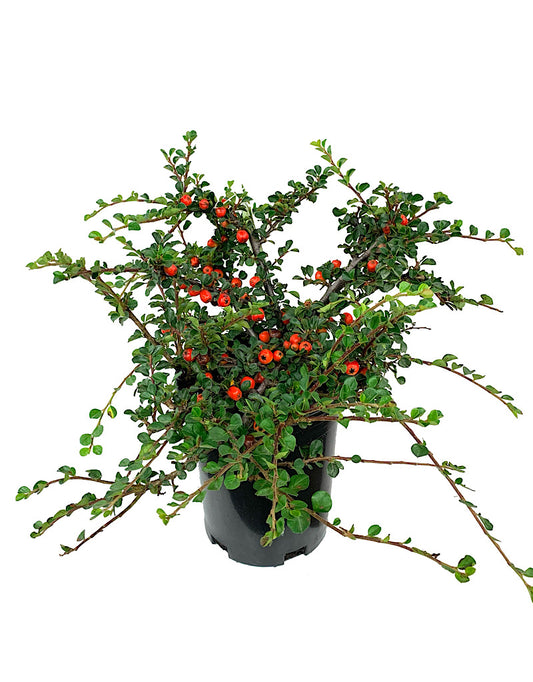 Cotoneaster apiculatus 'Cranberry' 1 Gallon